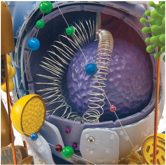 Human Cell Model (englarged x 40,000)