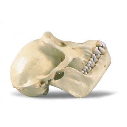 Chimpanzee Skull Model (Pan Troglodytes, Female)