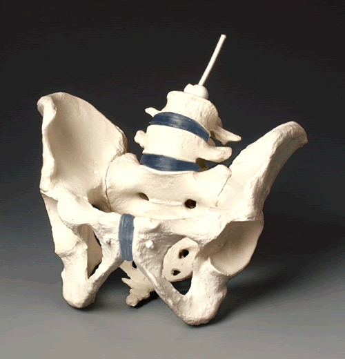 Female Pelvis Model with Flexible Vertebrae