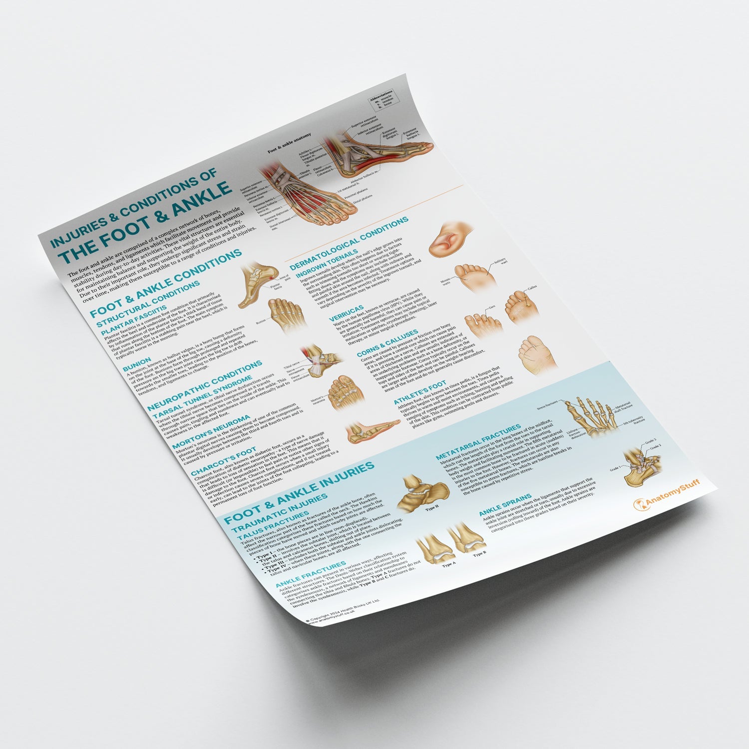 Injuries & Conditions of the Foot & Ankle Chart / Poster - Part of Collection