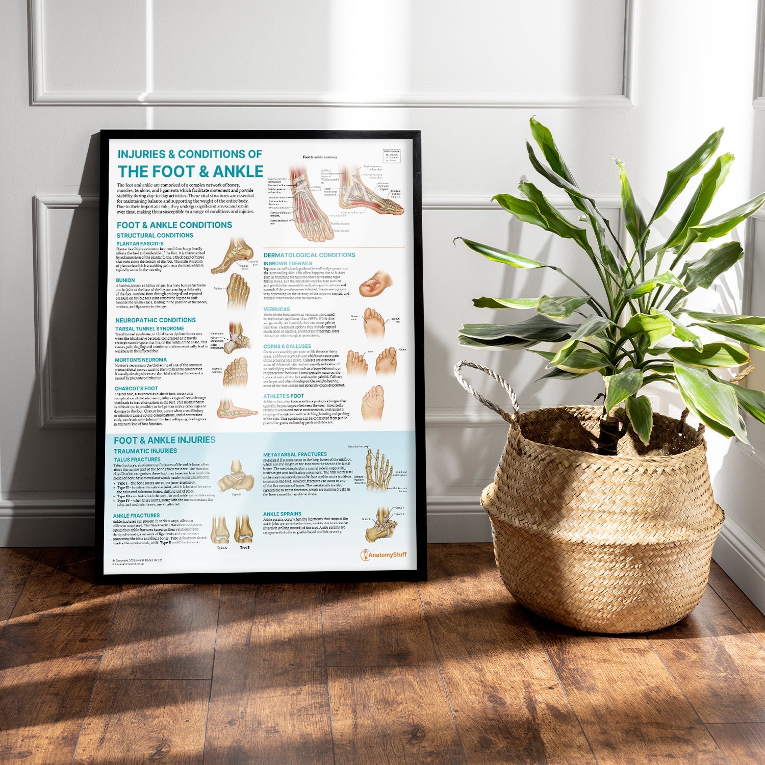 Injuries & Conditions of the Foot & Ankle Chart / Poster - Part of Collection