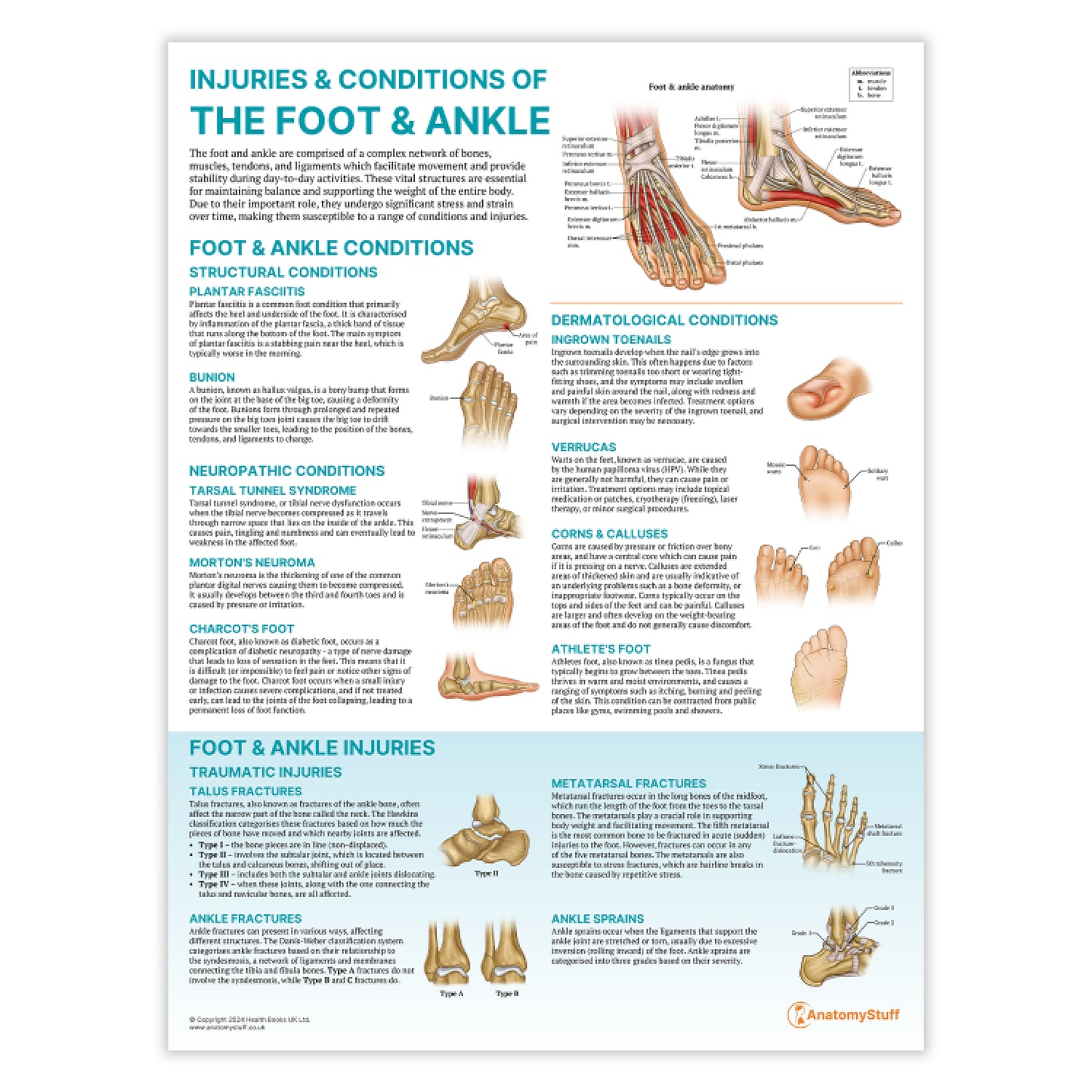 Peripheral Joint 6 Chart Collection