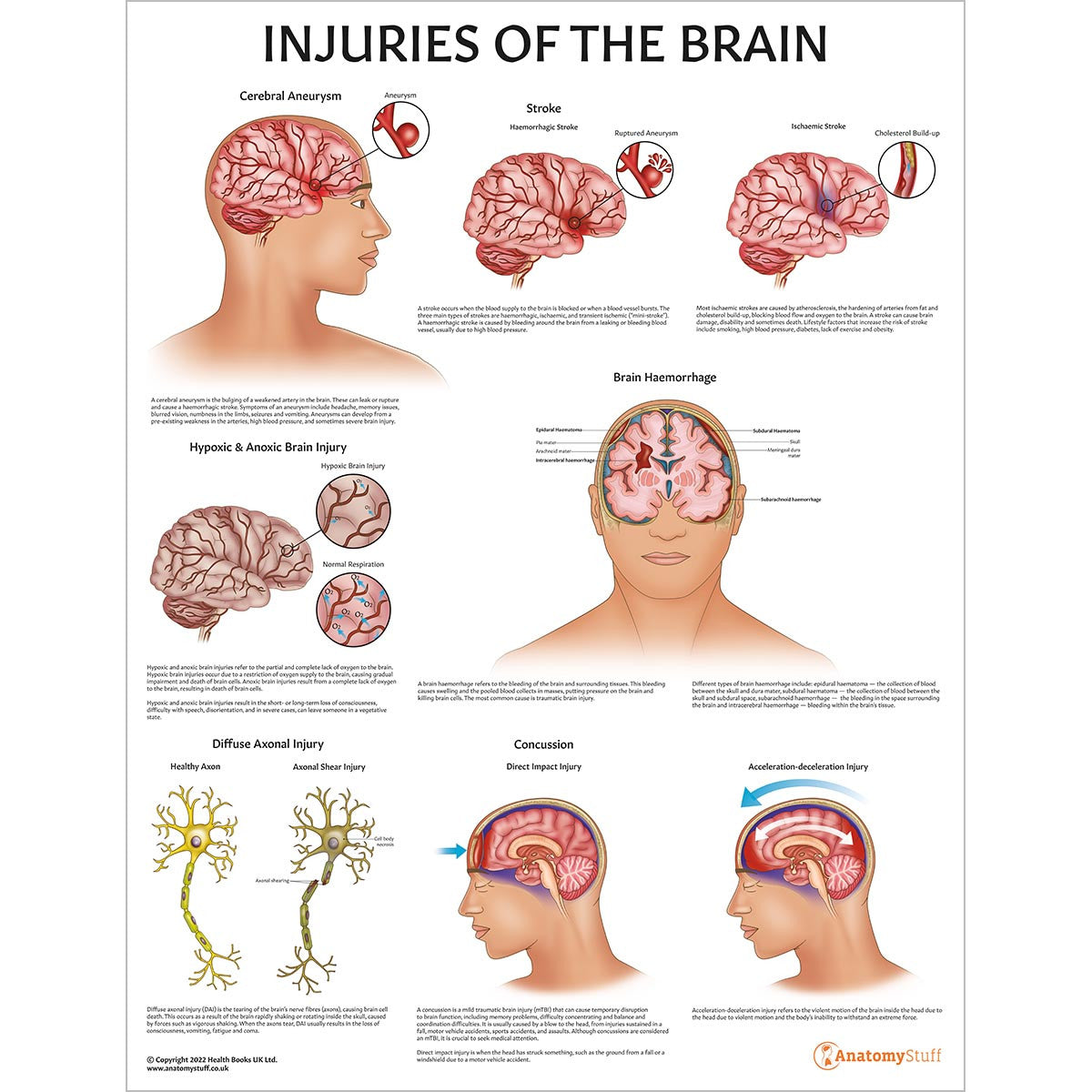 Brain Anatomy & Pathology Collection