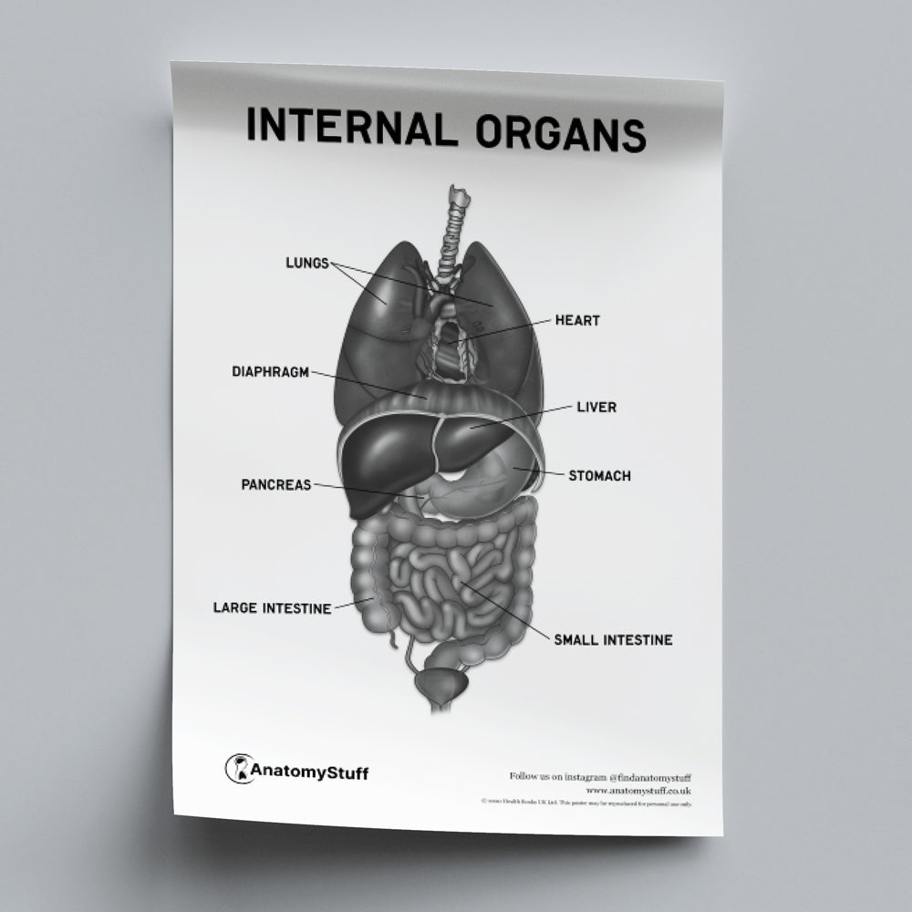 Internal Organs Anatomy Chart