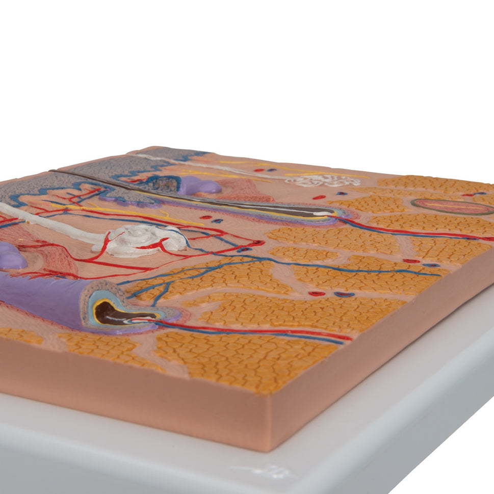 Skin Section Model (X70 enlargement) 1