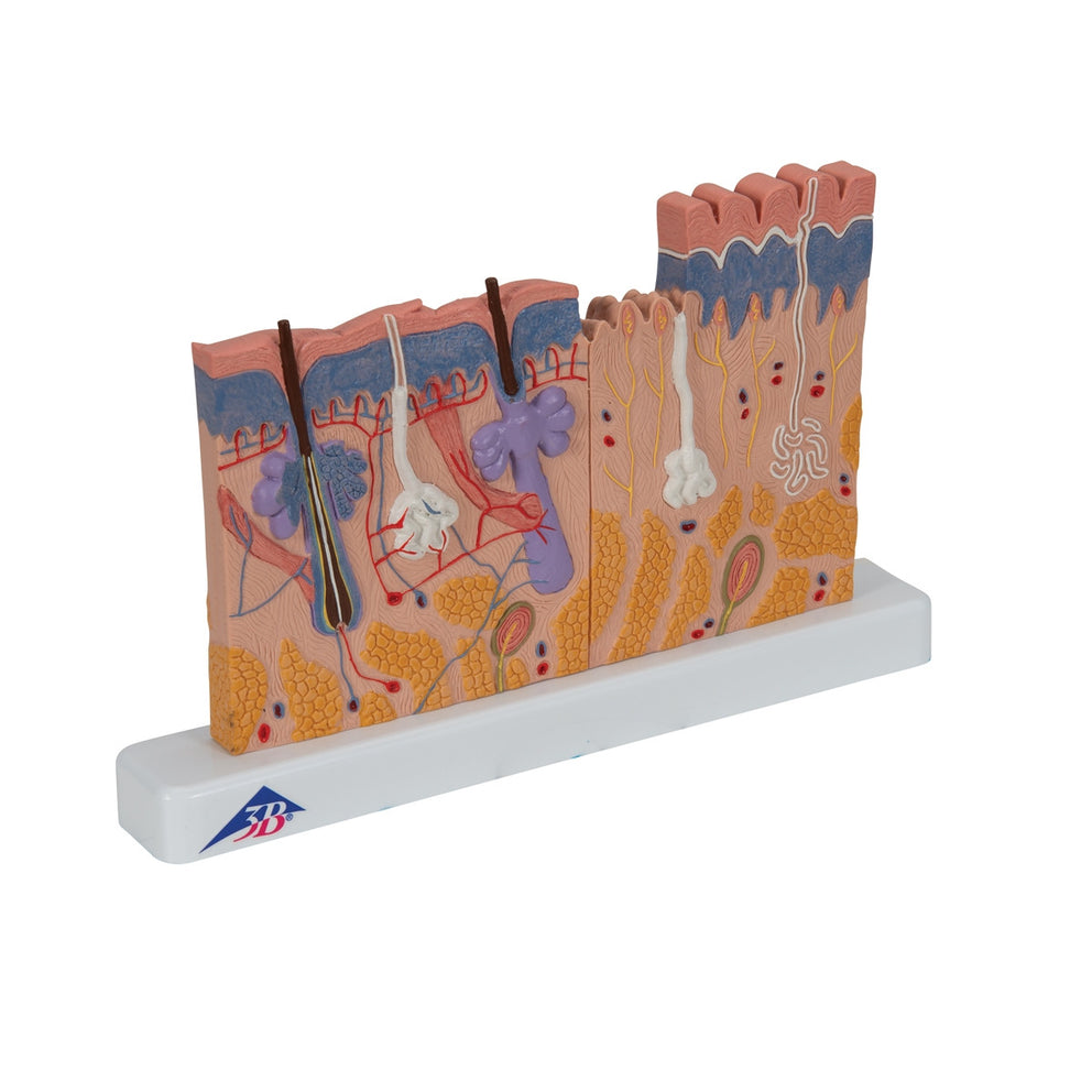 Skin Block Example Skin Section Model J11 / 1000290 | Skin Block Anatomy | 3B Scientific ...
