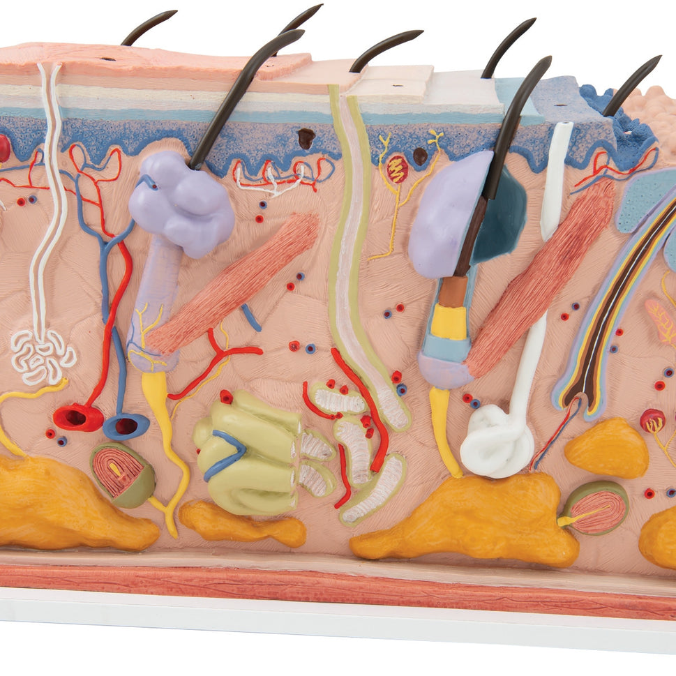 Skin Section Model (X70 enlargement)