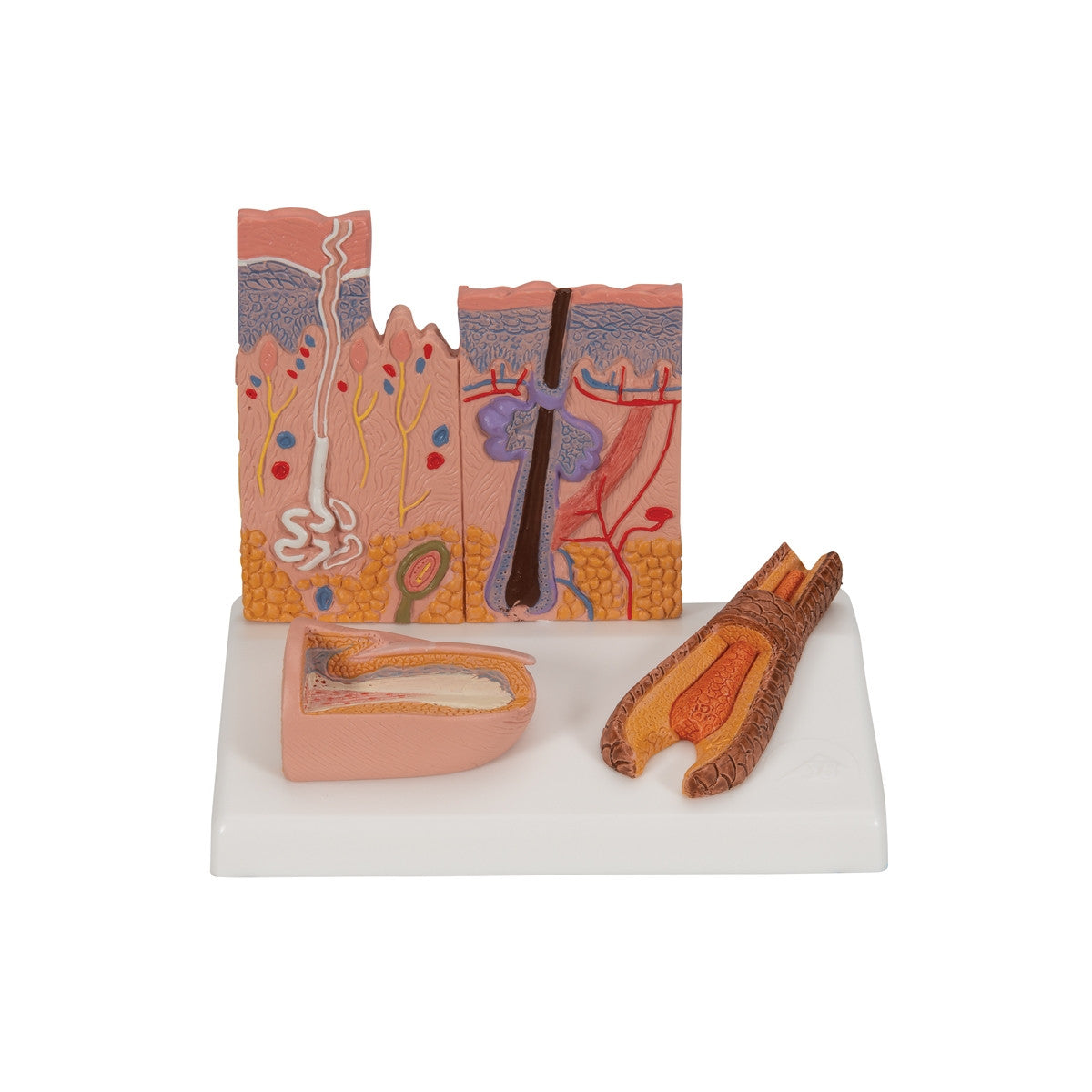 Skin, Hair and Nail Microscopic Structures Model