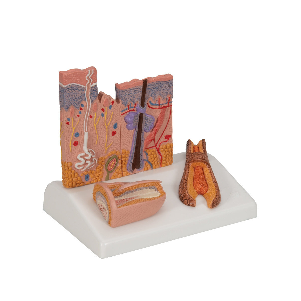 Skin, Hair and Nail Microscopic Structures Model