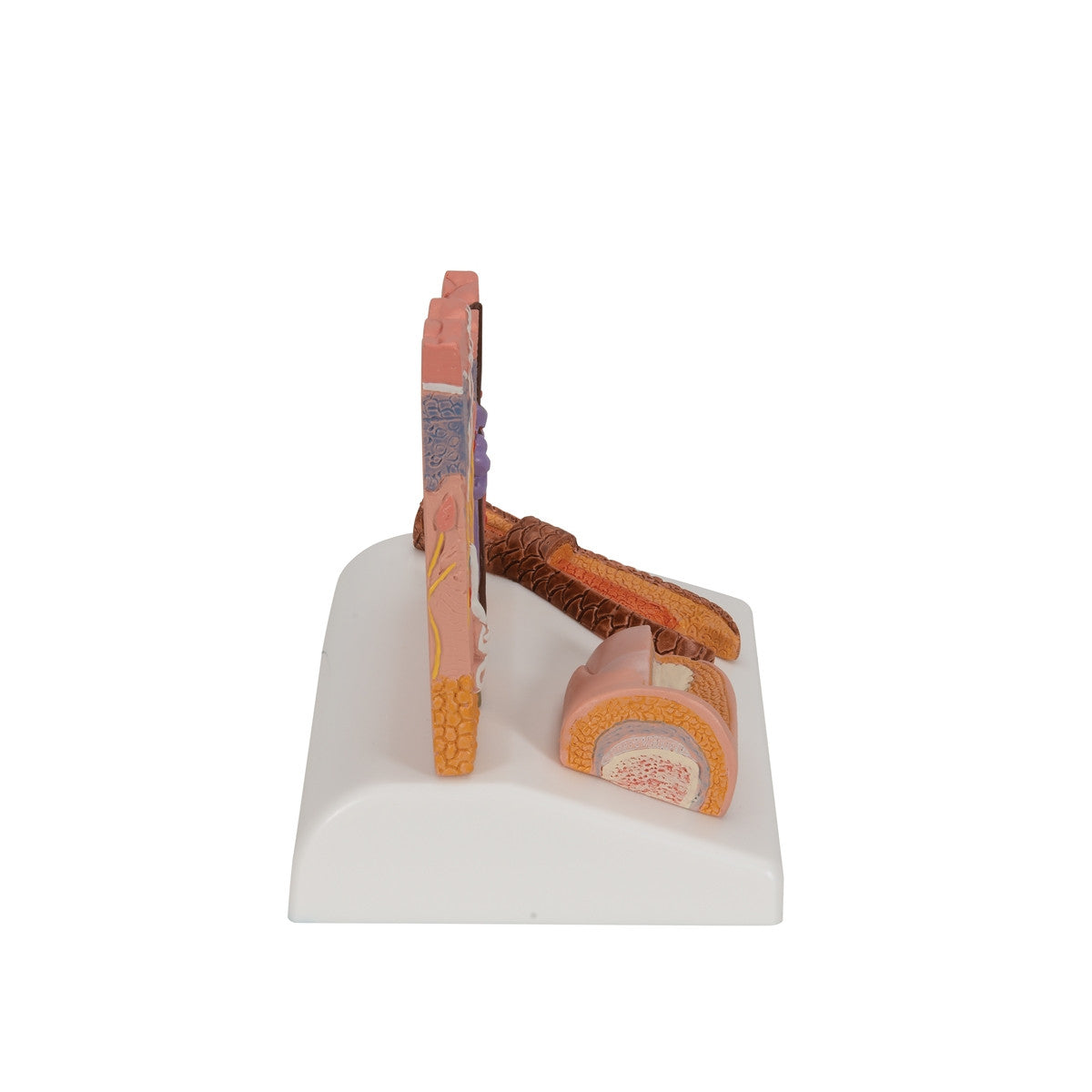 Skin, Hair and Nail Microscopic Structures Model