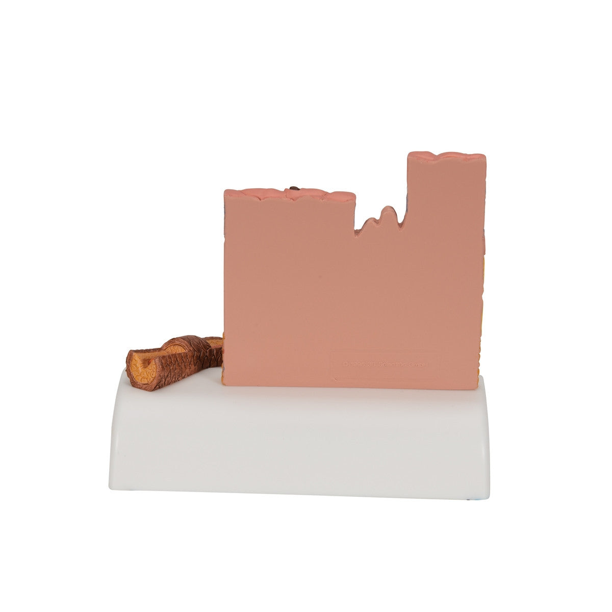 Skin, Hair and Nail Microscopic Structures Model