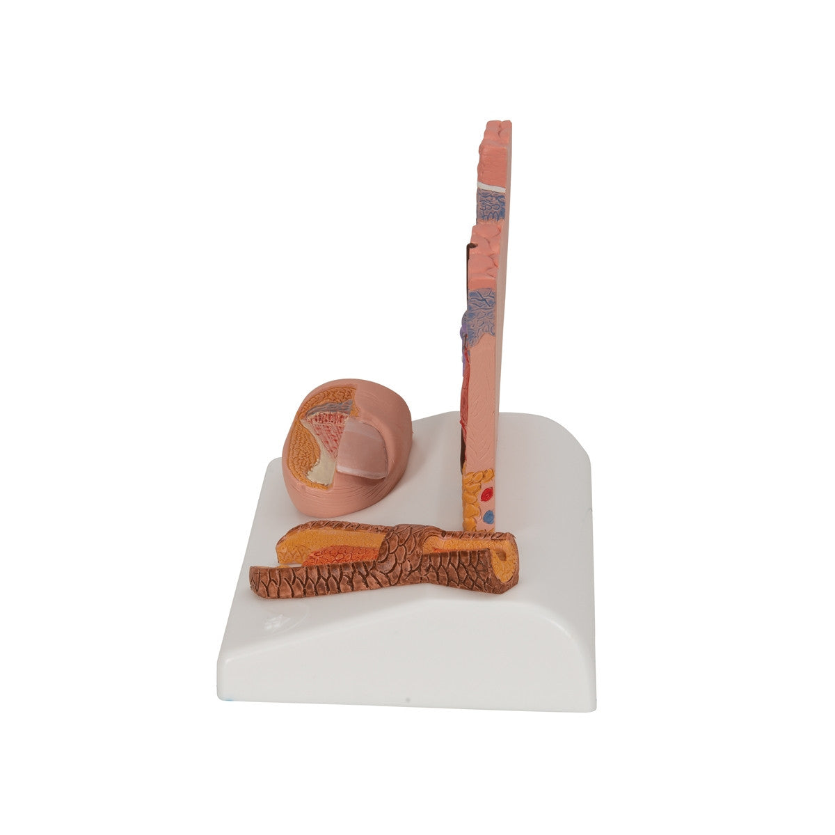 Skin, Hair and Nail Microscopic Structures Model