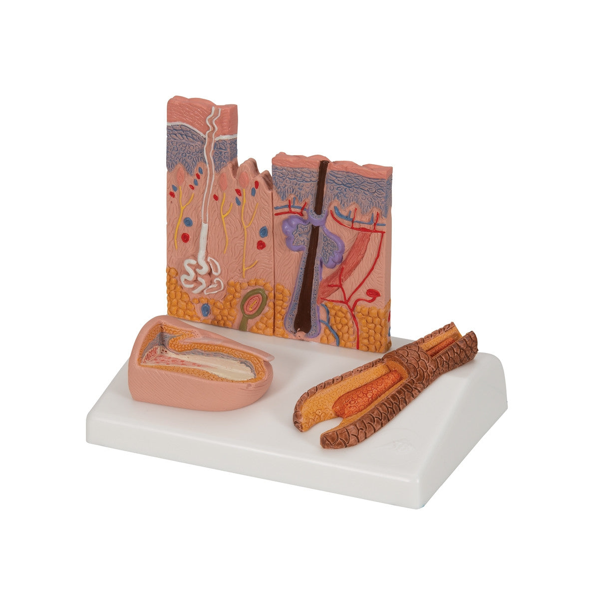 Skin, Hair and Nail Microscopic Structures Model