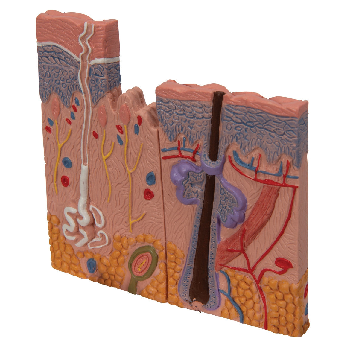 Skin, Hair and Nail Microscopic Structures Model
