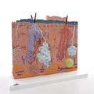 Switch Skin Section 2 image