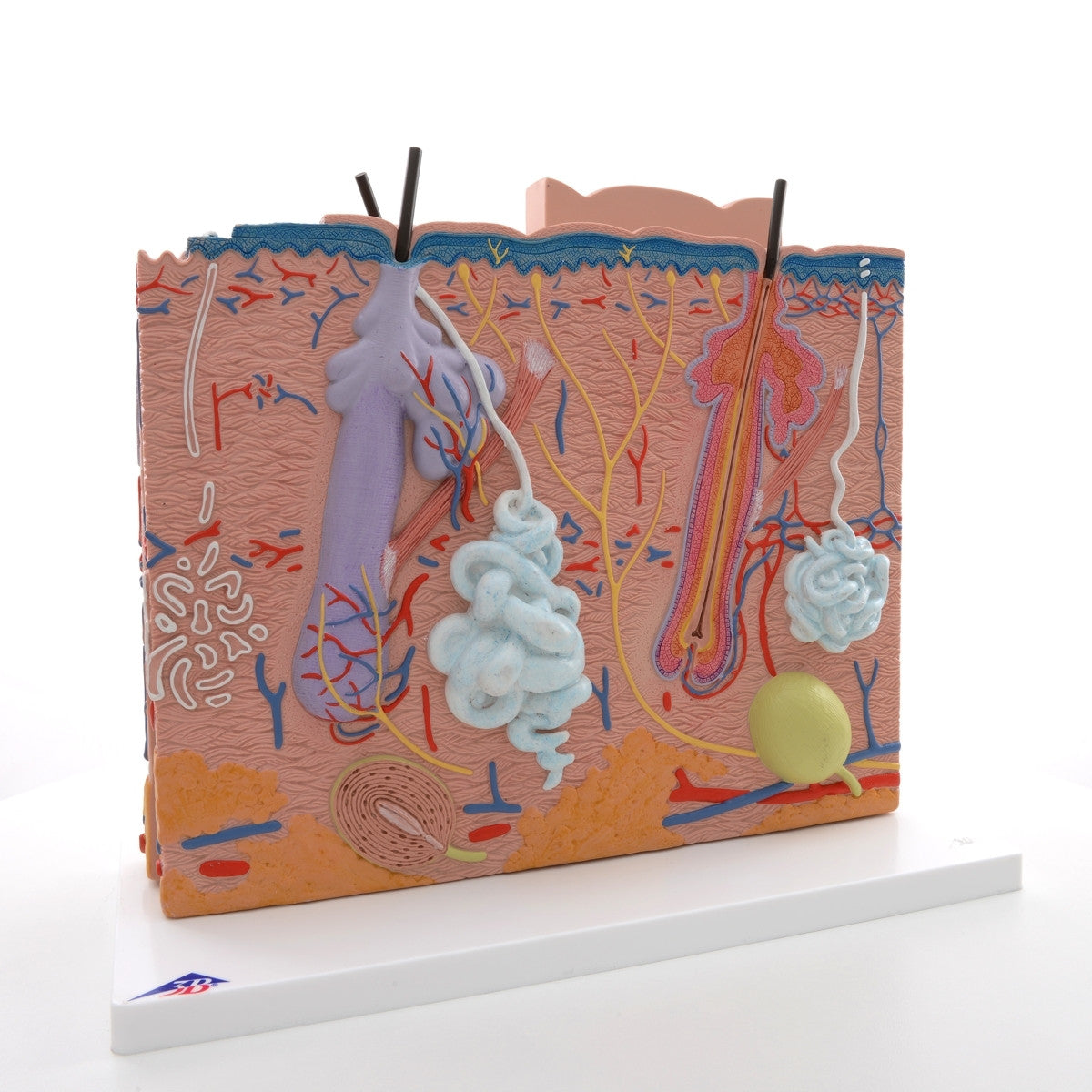Skin Section Model (X80 enlargement)