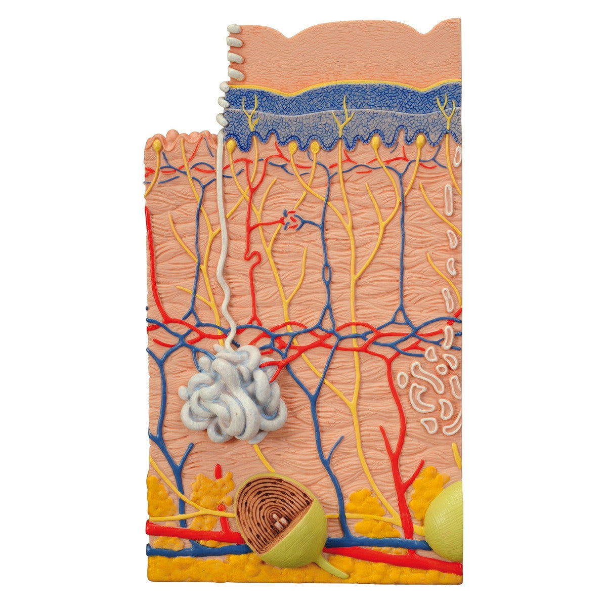 Skin Section Model (X80 enlargement)