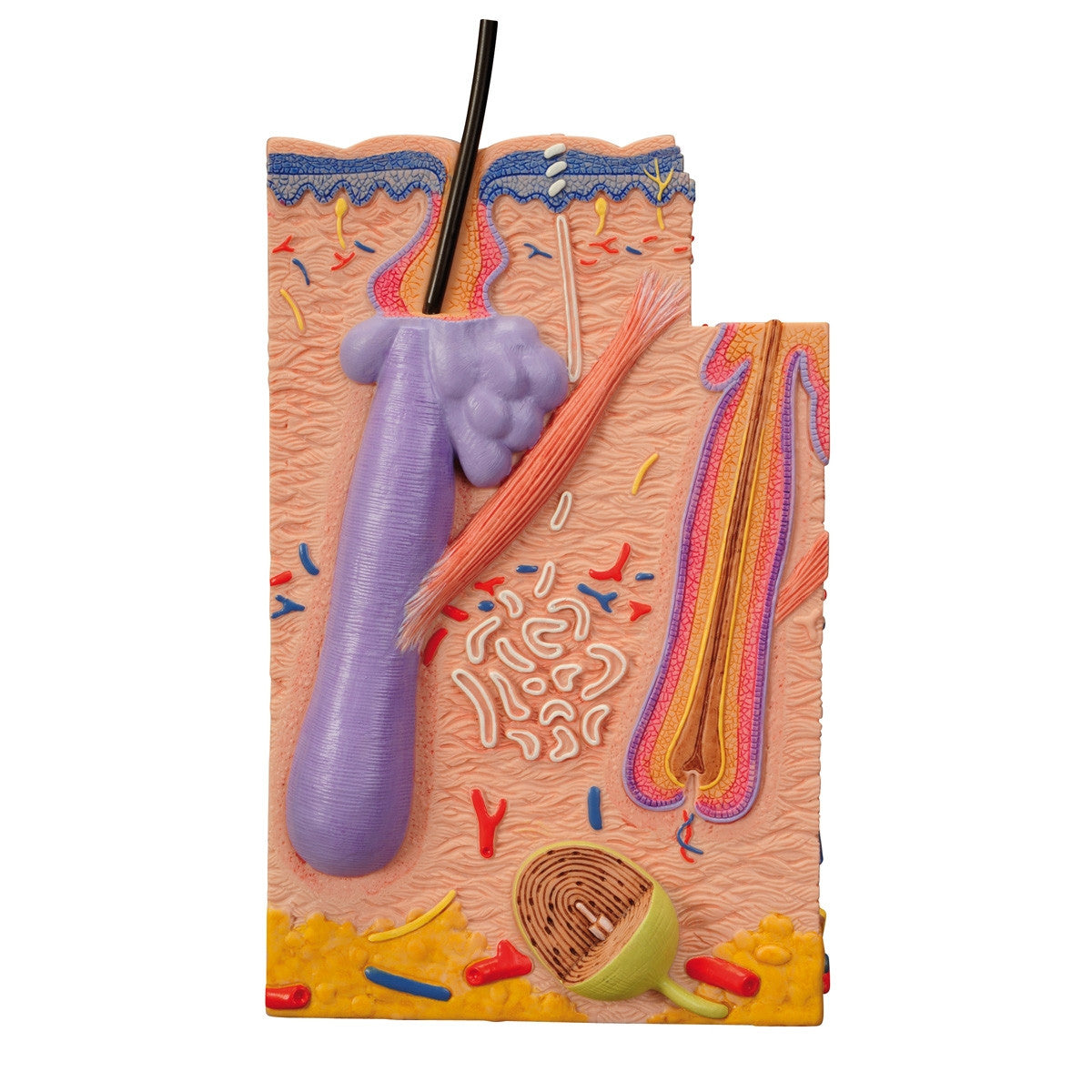 Skin Section Model (X80 enlargement)