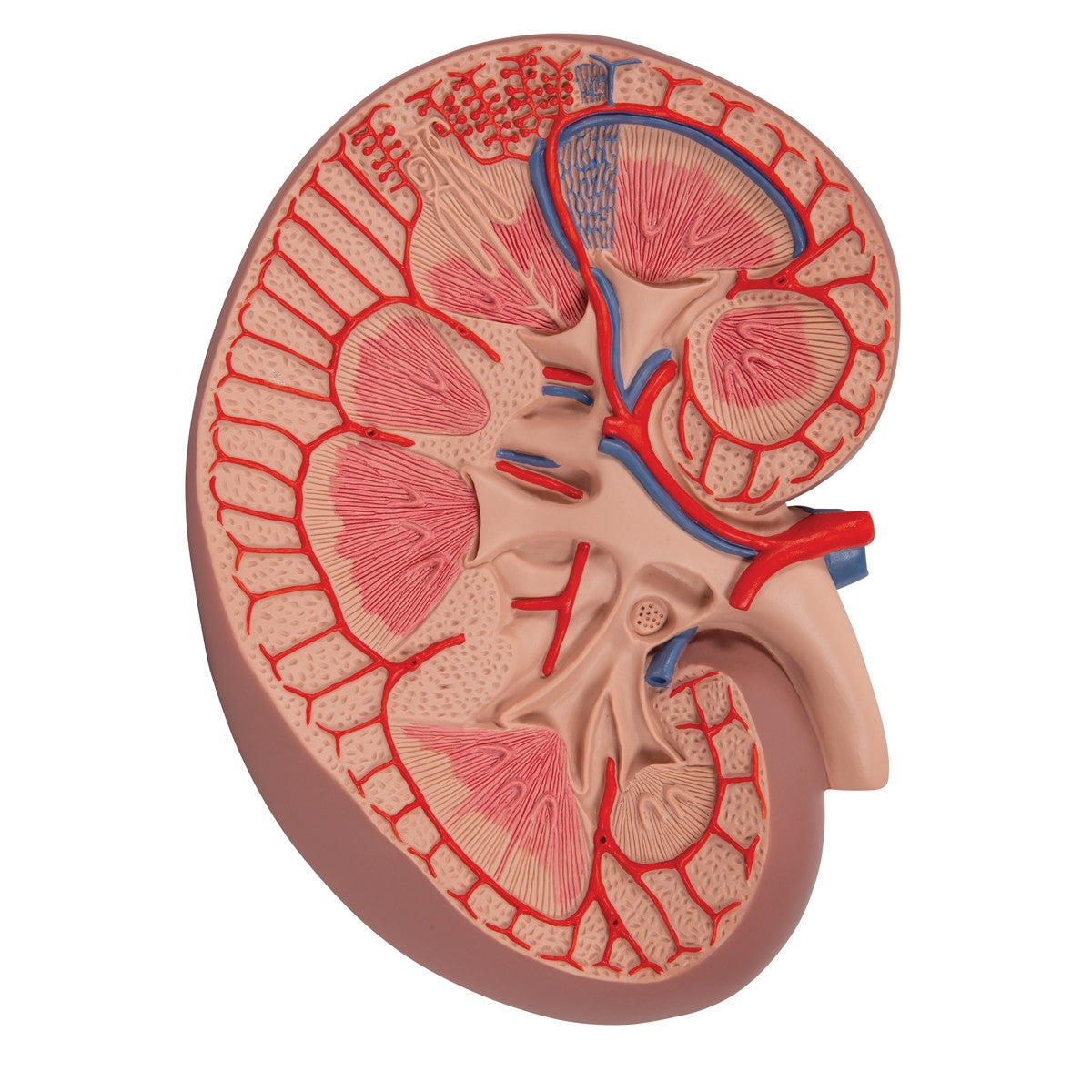 Basic Kidney Section Model (3 times life size)