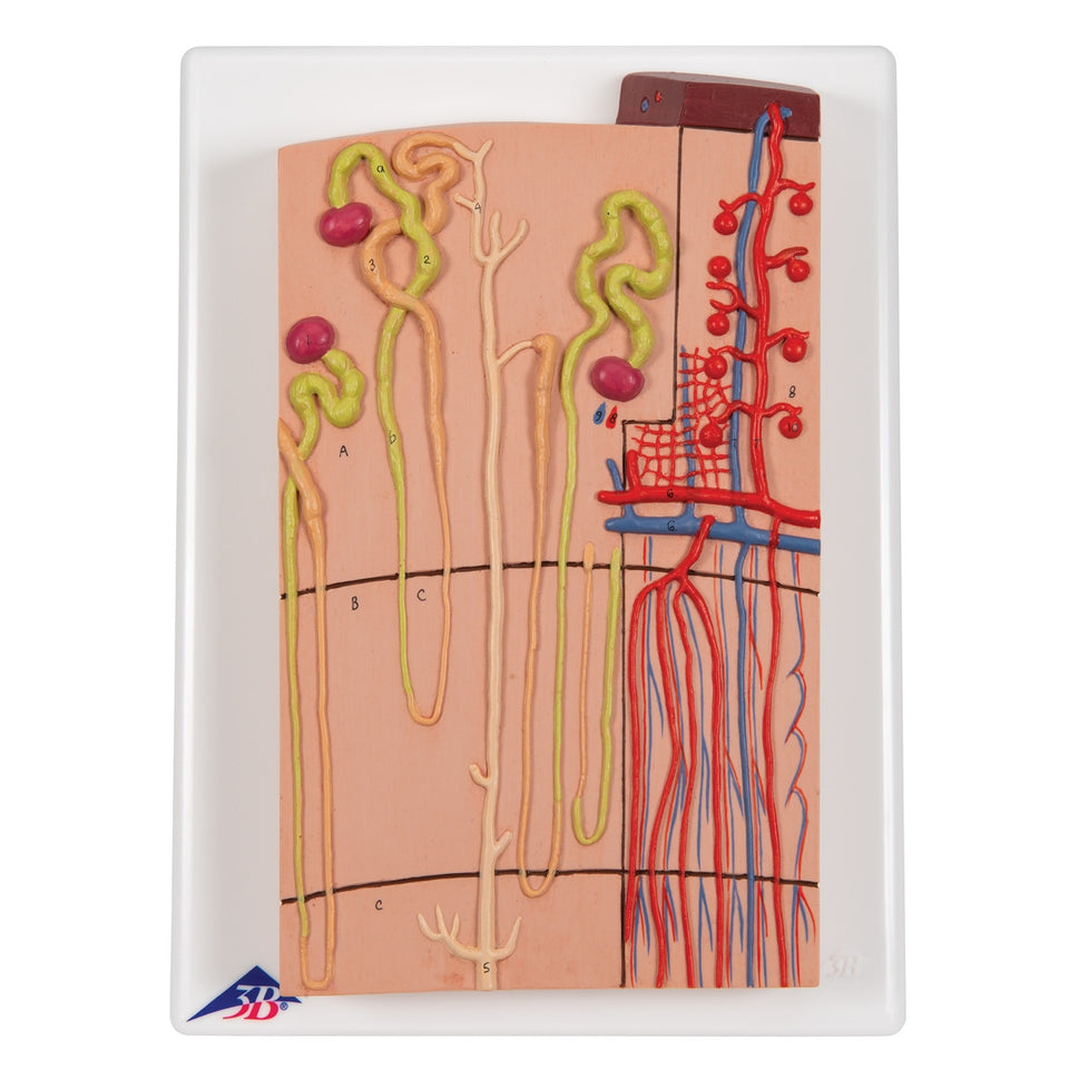 Nephrons and Blood Vessels Model (X 120 enlarged)