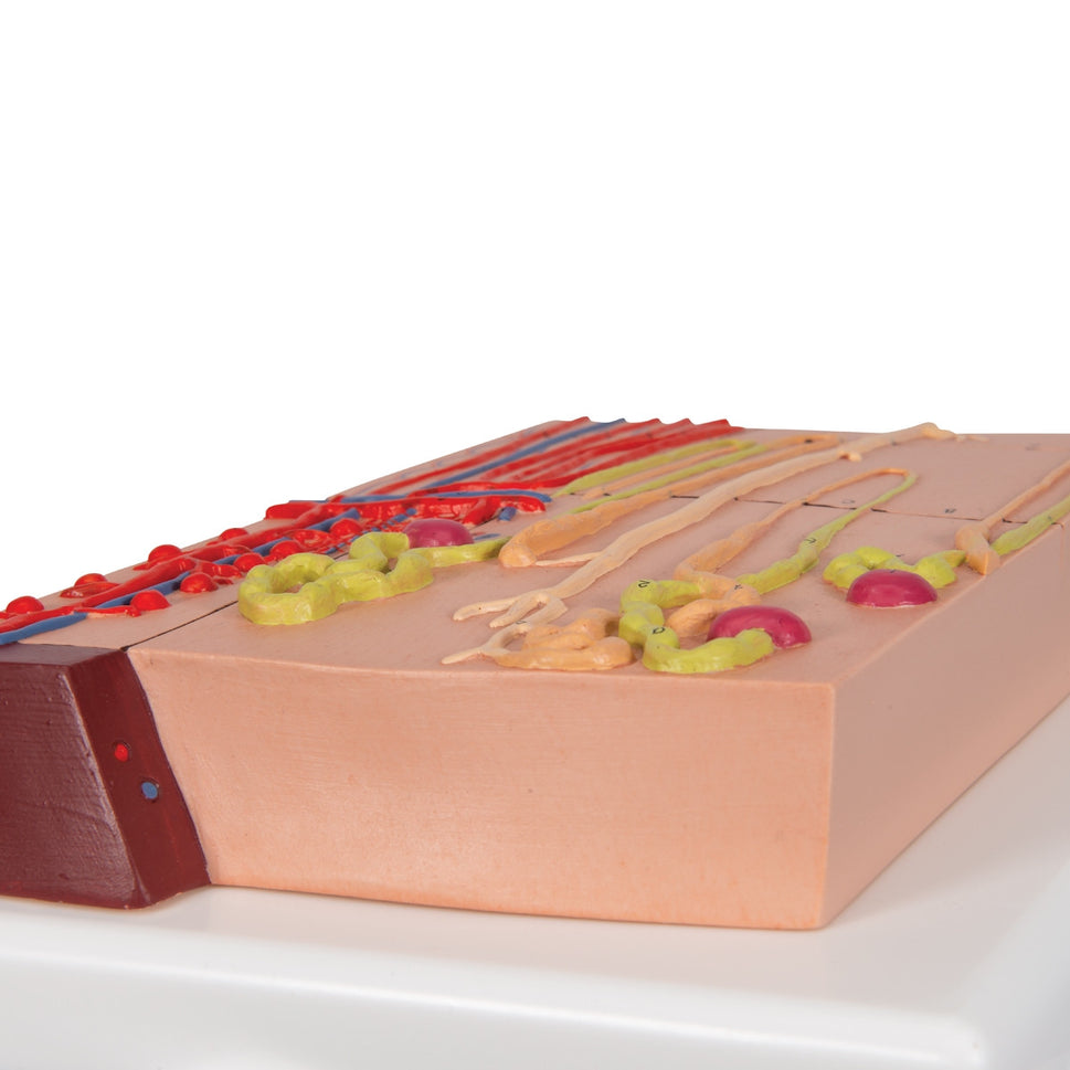 Nephrons and Blood Vessels Model (X 120 enlarged)