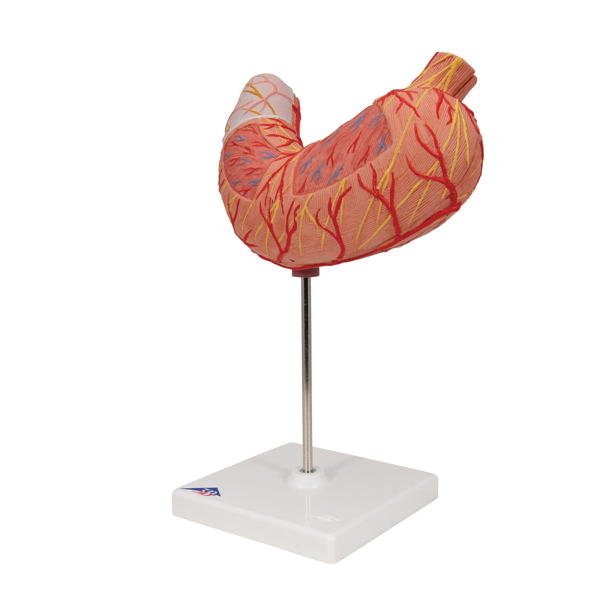 Stomach Model (2 part)