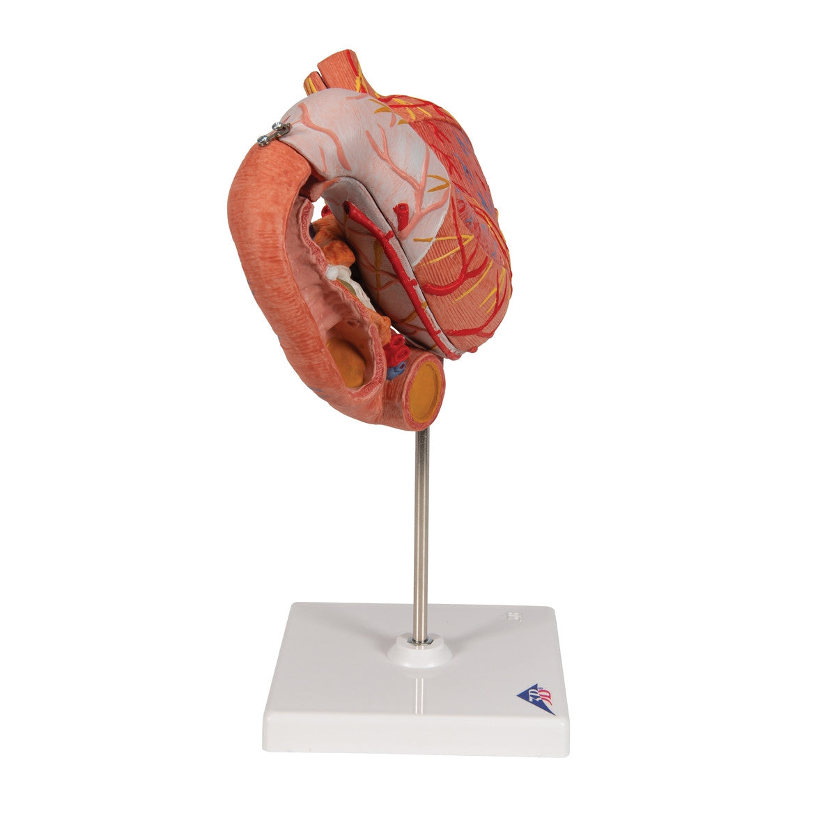Stomach Anatomical Model (3 part)