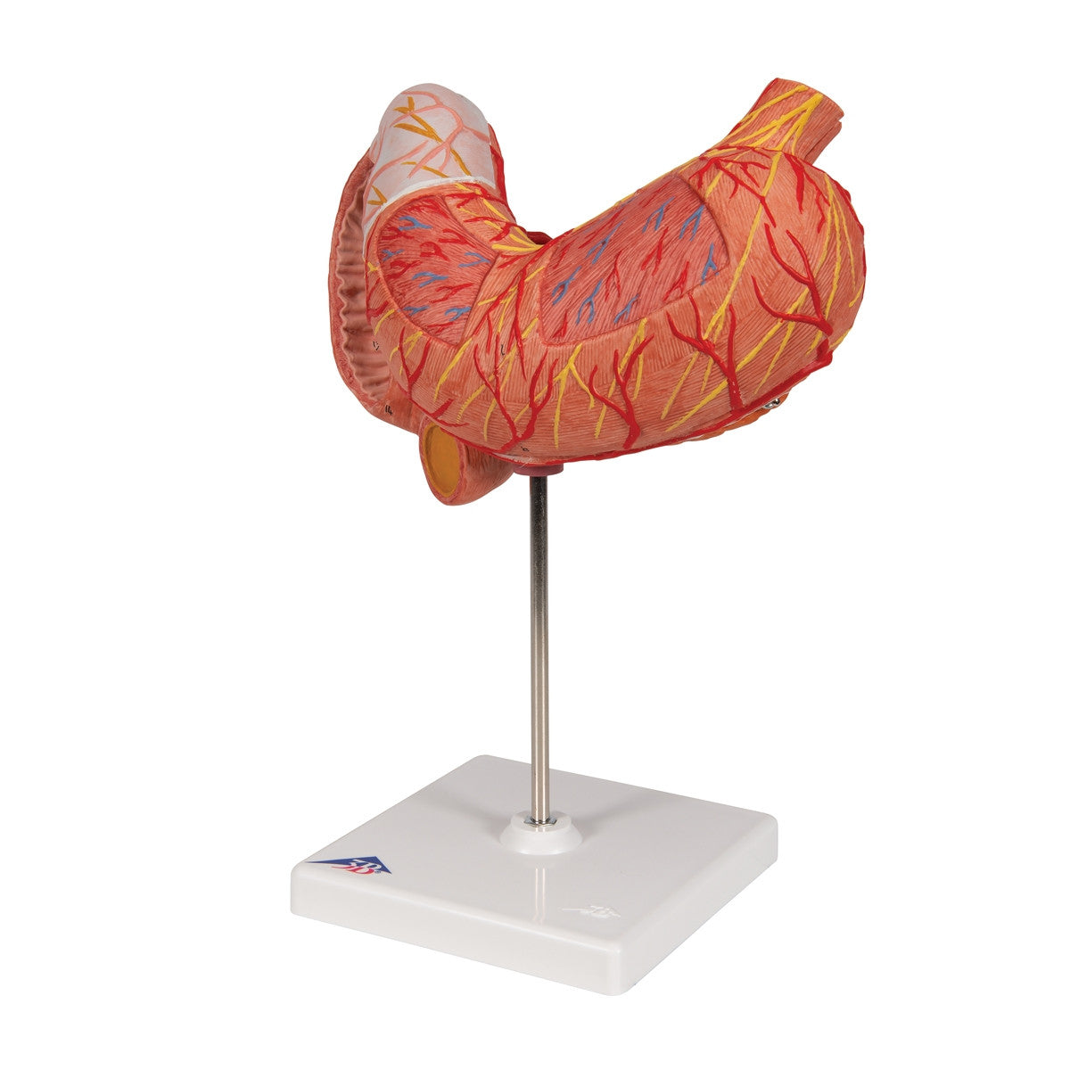 Stomach Anatomical Model (3 part)