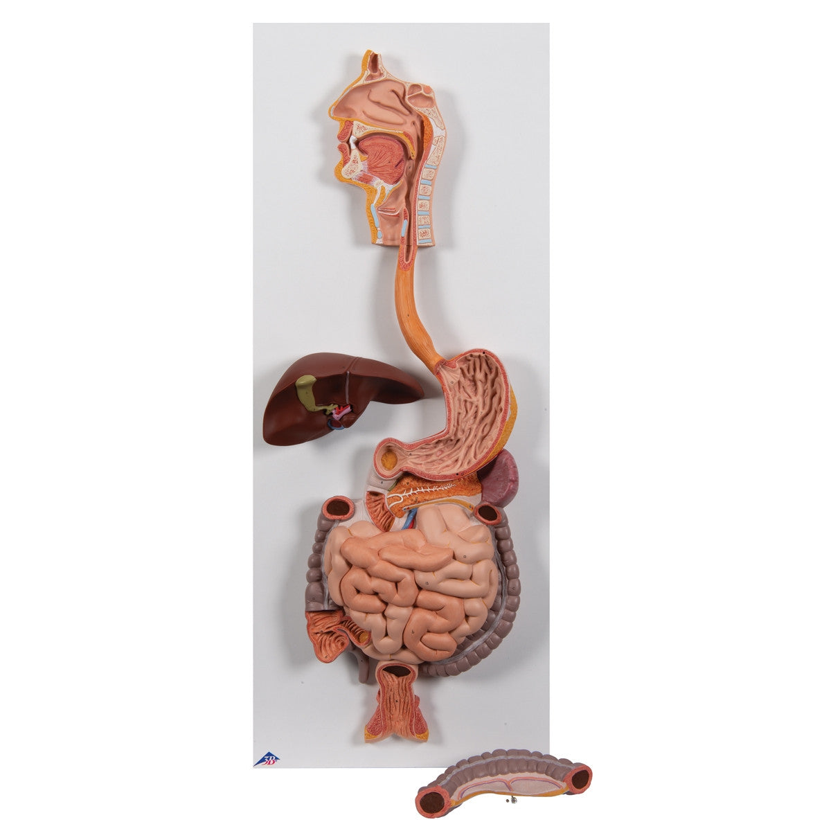 Life-Size Digestive System Model (2 part)