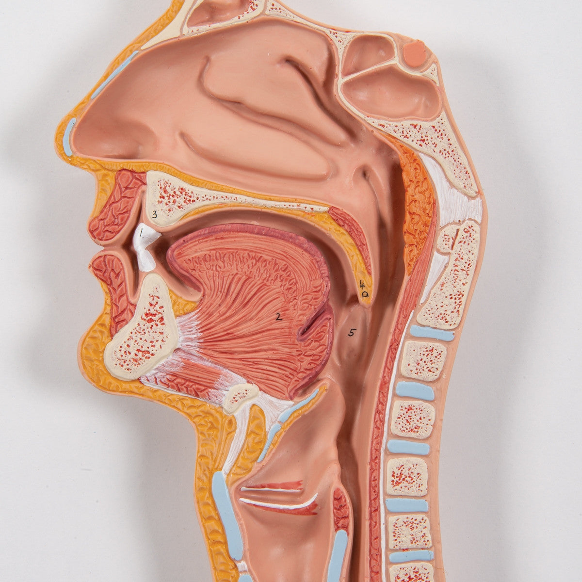 Life-Size Digestive System Model (2 part)