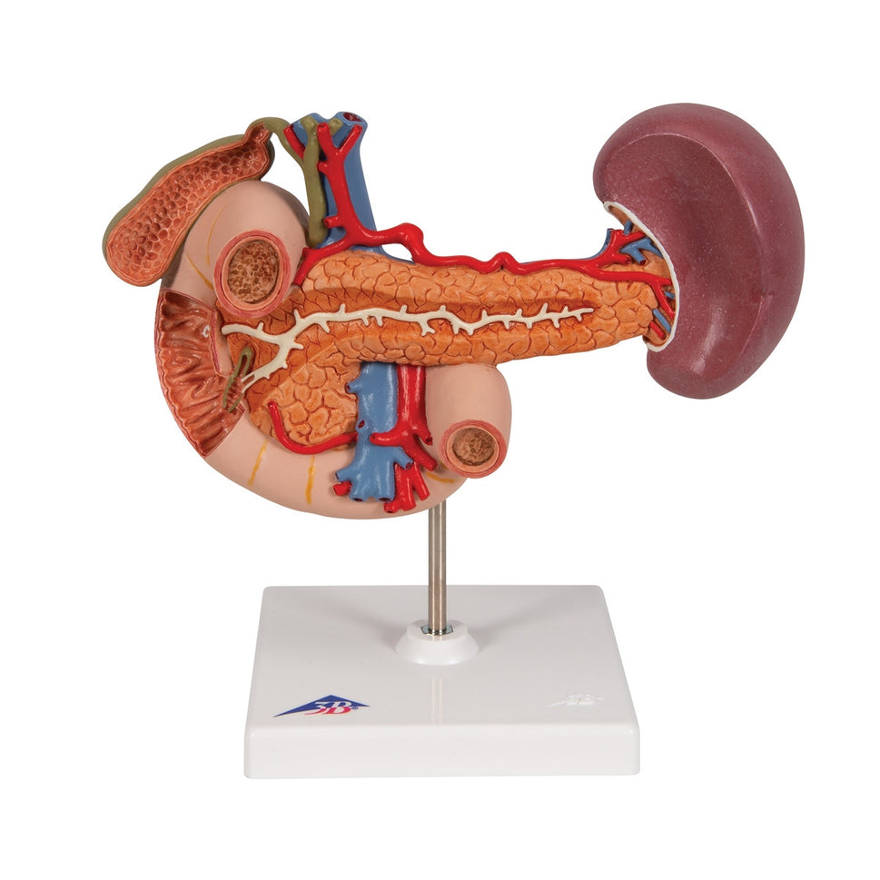 Rear Organs of the Upper Abdomen Model
