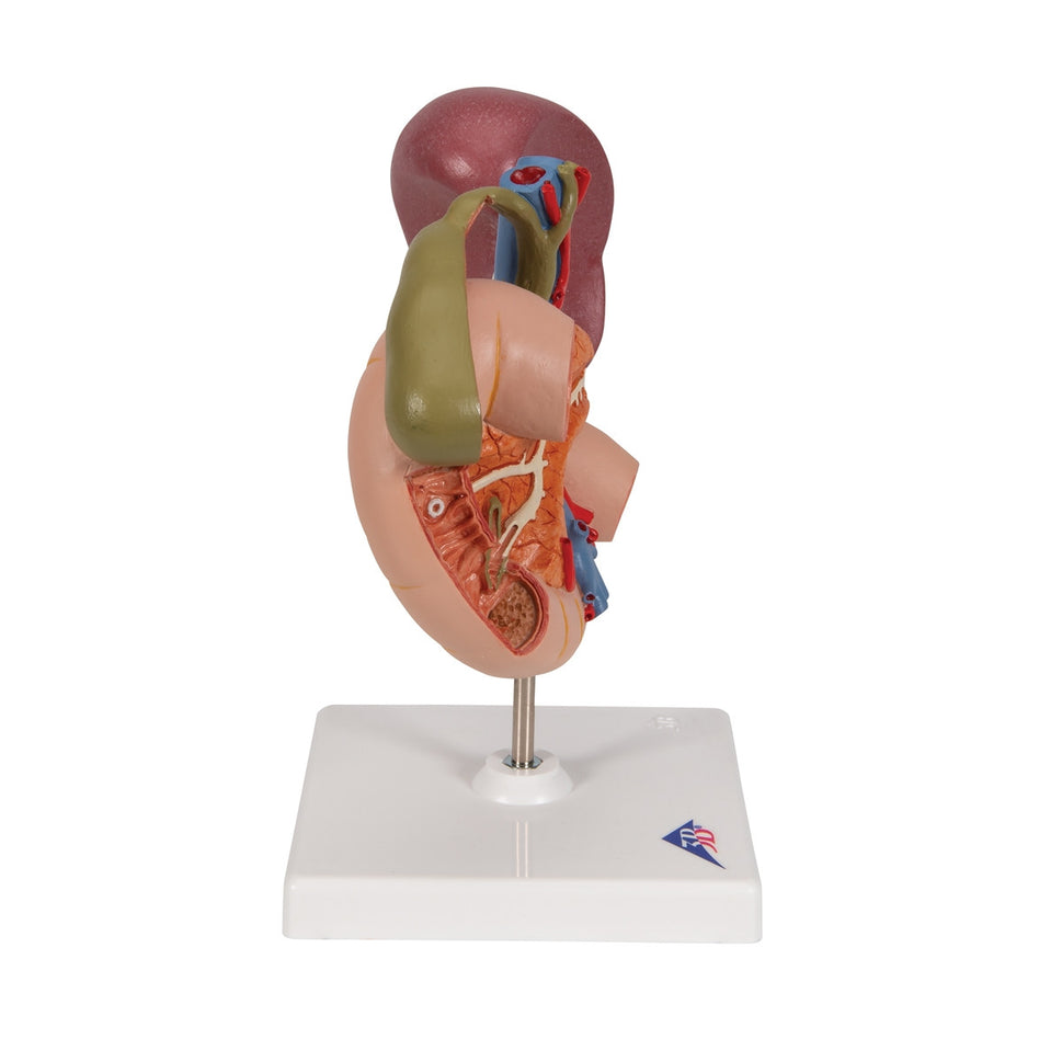 Rear Organs of the Upper Abdomen Model
