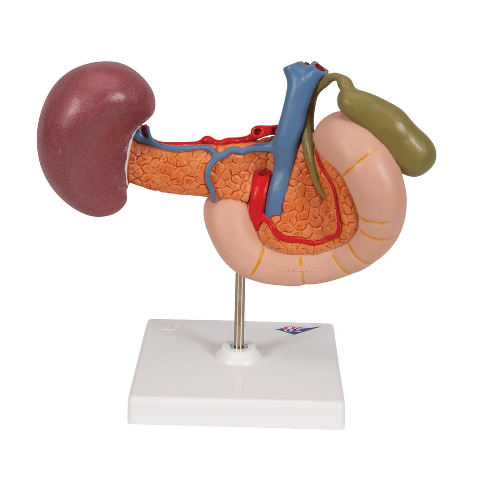 Rear Organs of the Upper Abdomen Model