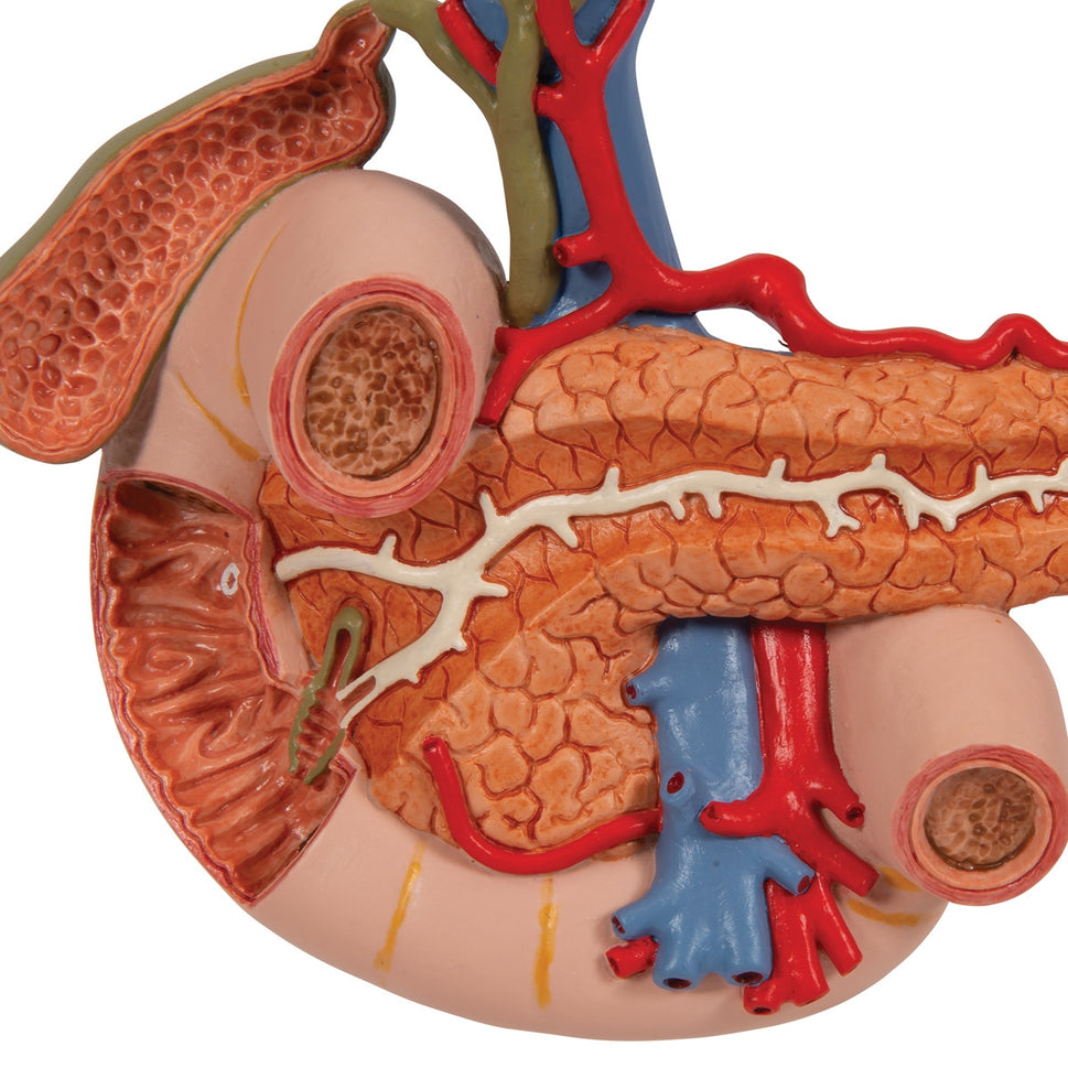 Rear Organs of the Upper Abdomen Model