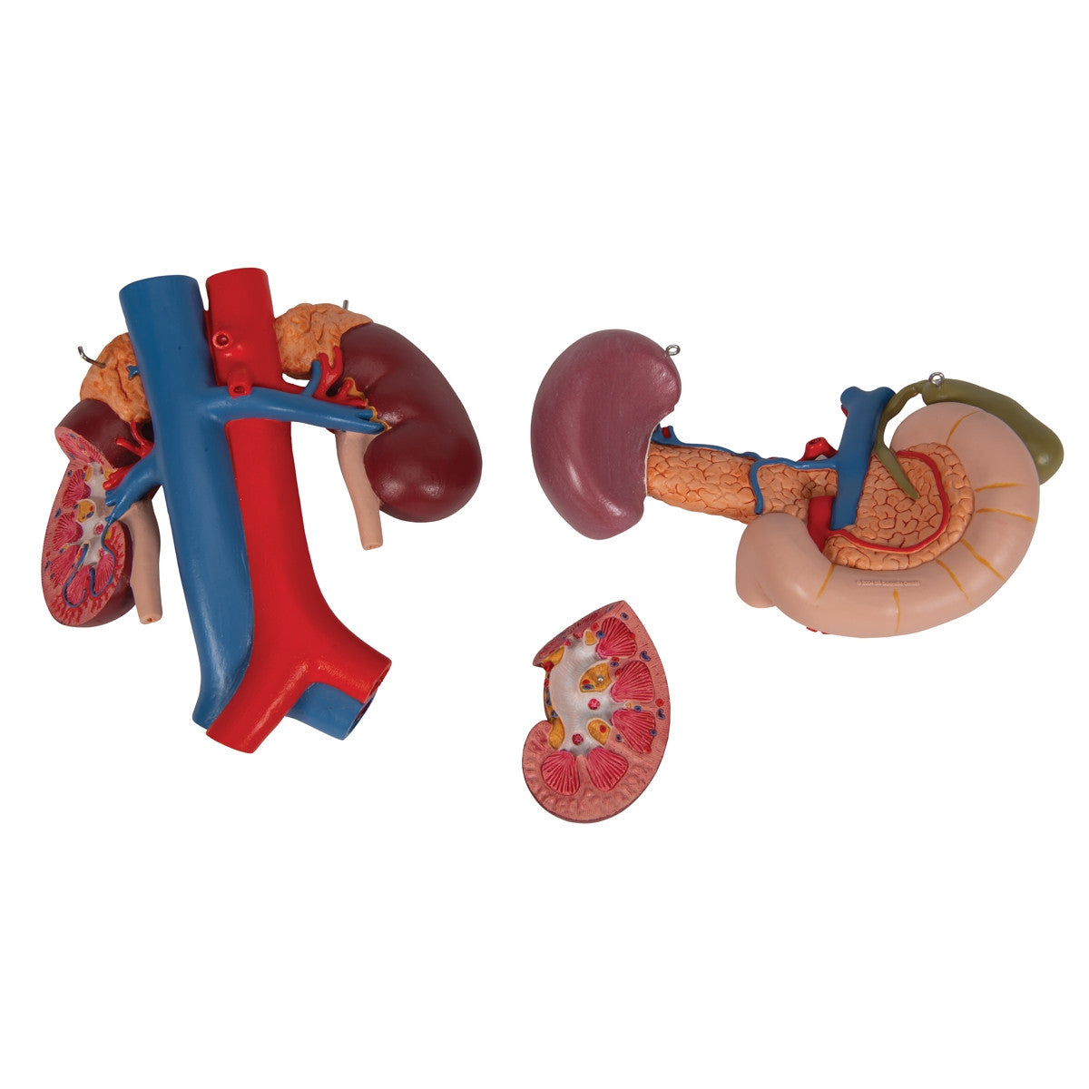 Kidneys Model with Rear Organs of the Upper Abdomen (3 part)