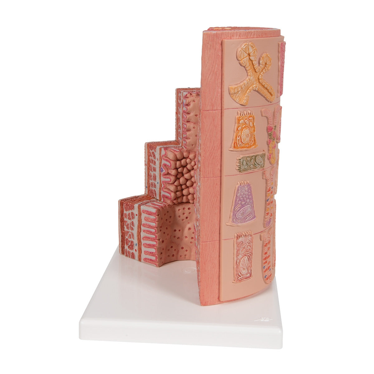 MICROanatomy Digestive System Model (X 20 enlarged)