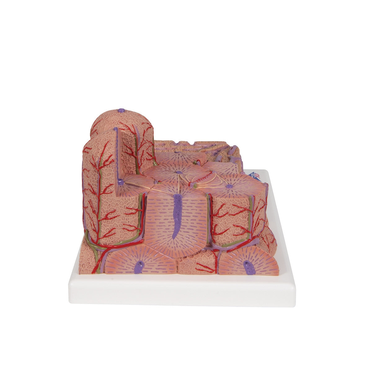 3B MICROanatomy Liver Model