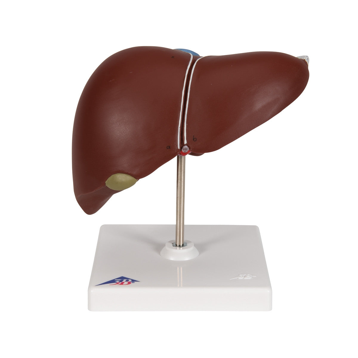 Liver with Gall Bladder Model