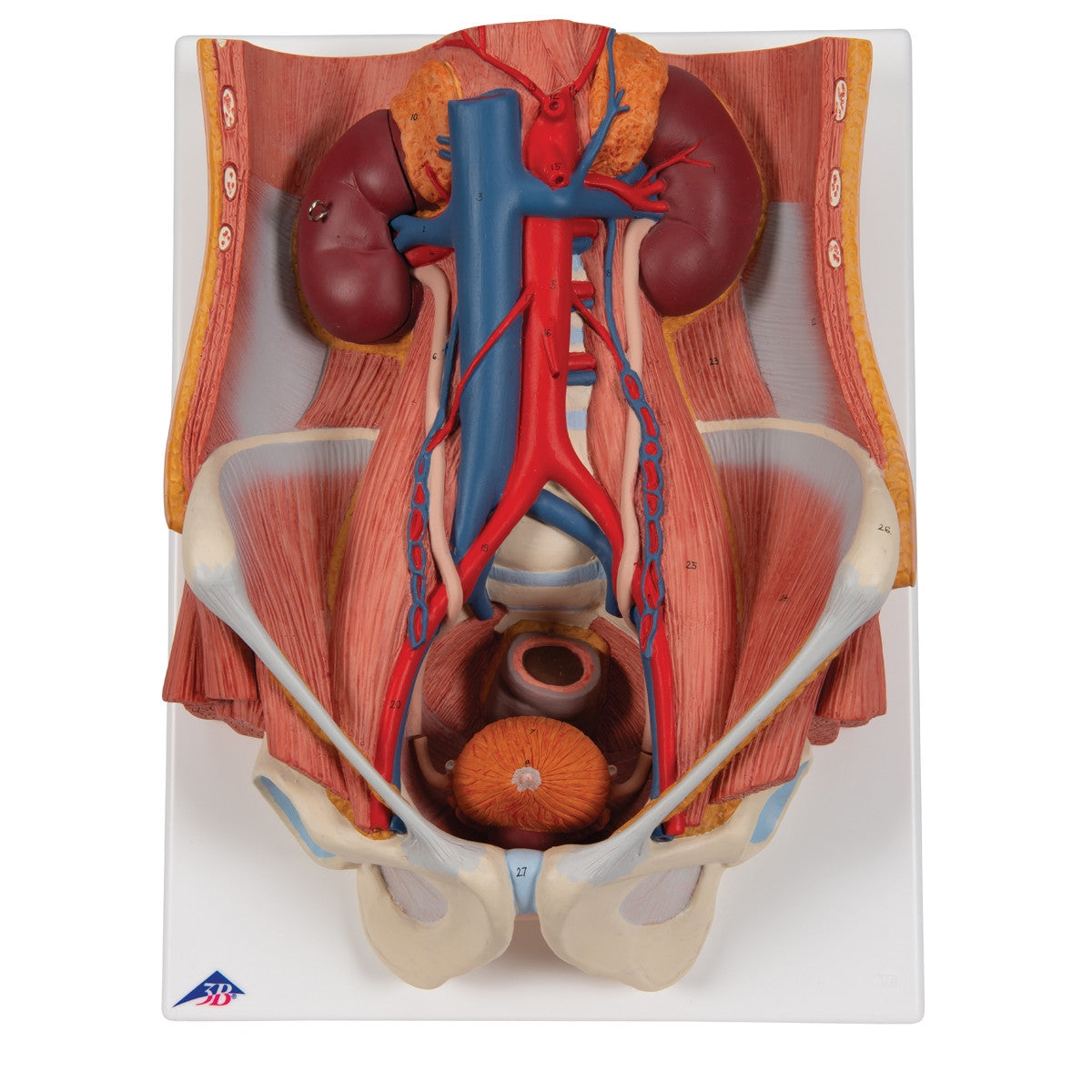 Dual Sex Urinary System Anatomical Model