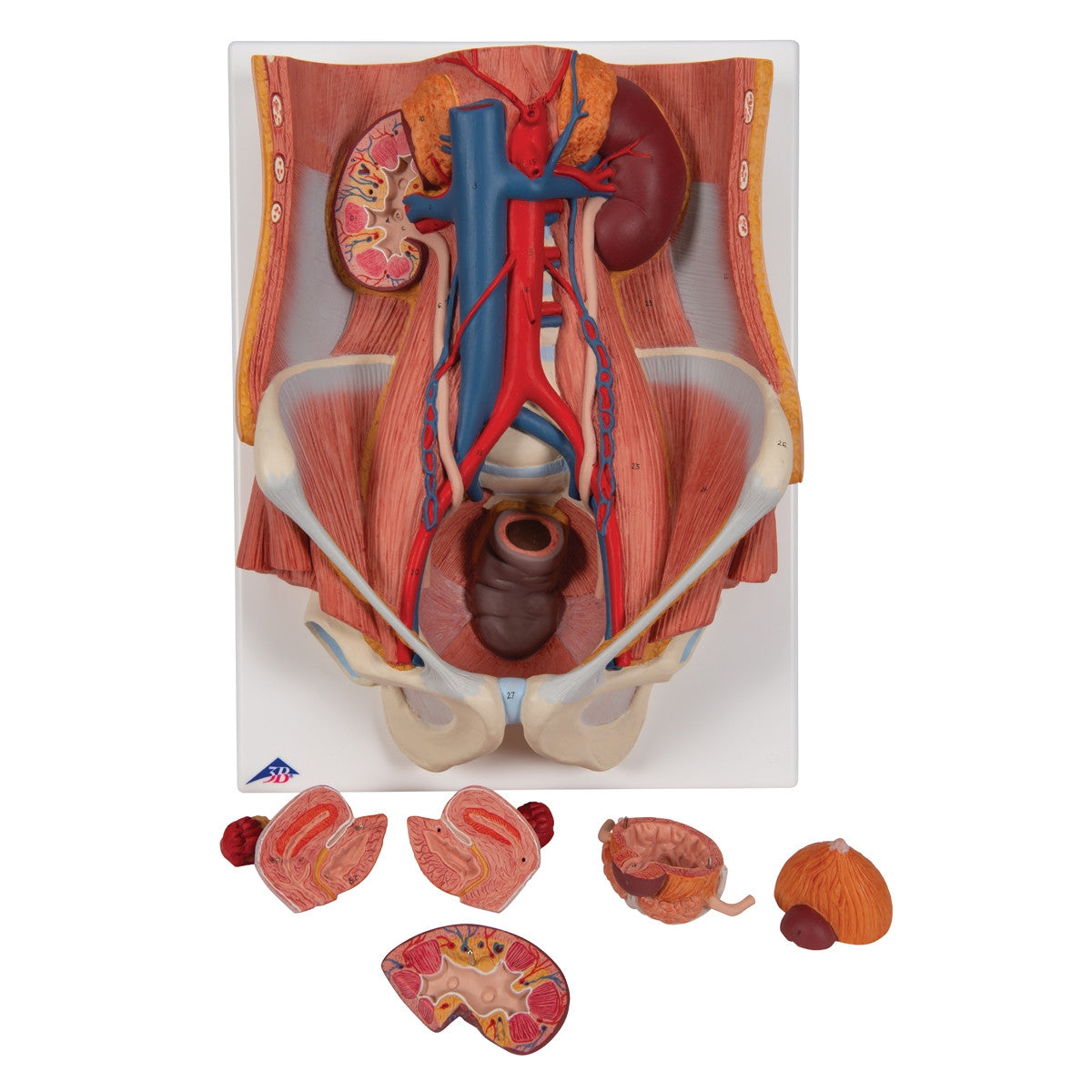 Dual Sex Urinary System Anatomical Model