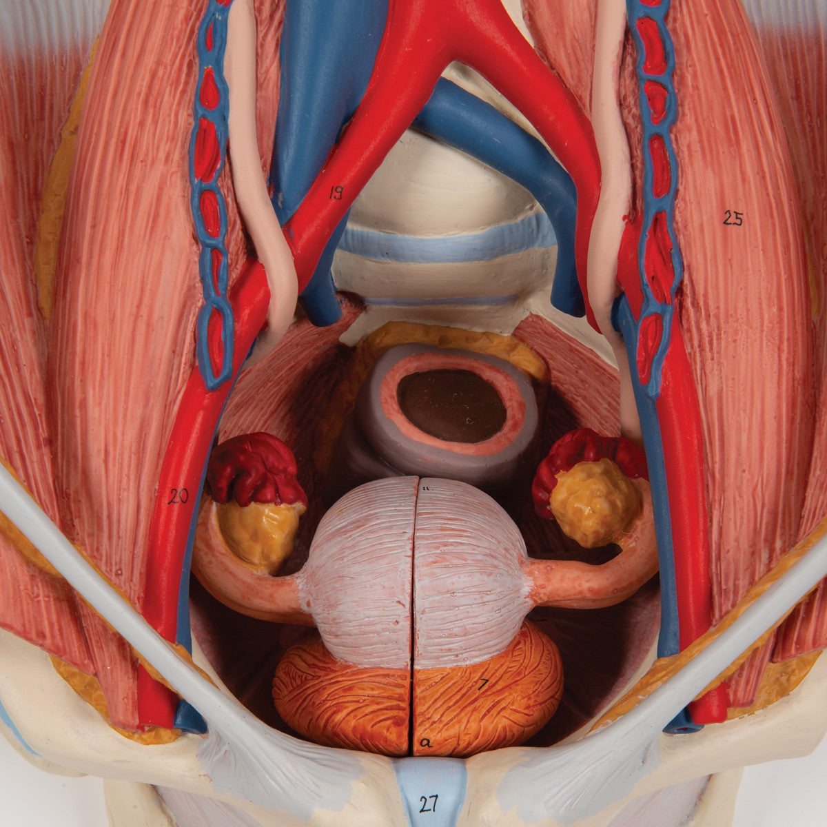 Dual Sex Urinary System Anatomical Model