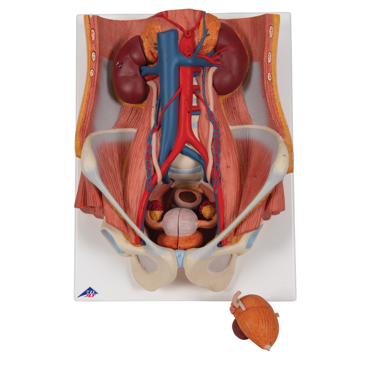 Dual Sex Urinary System Anatomical Model