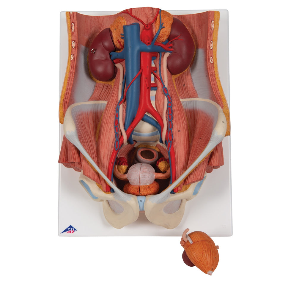 Dual Sex Urinary System Anatomical Model