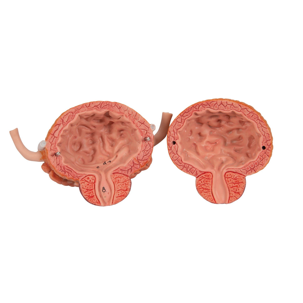 Dual Sex Urinary System Anatomical Model