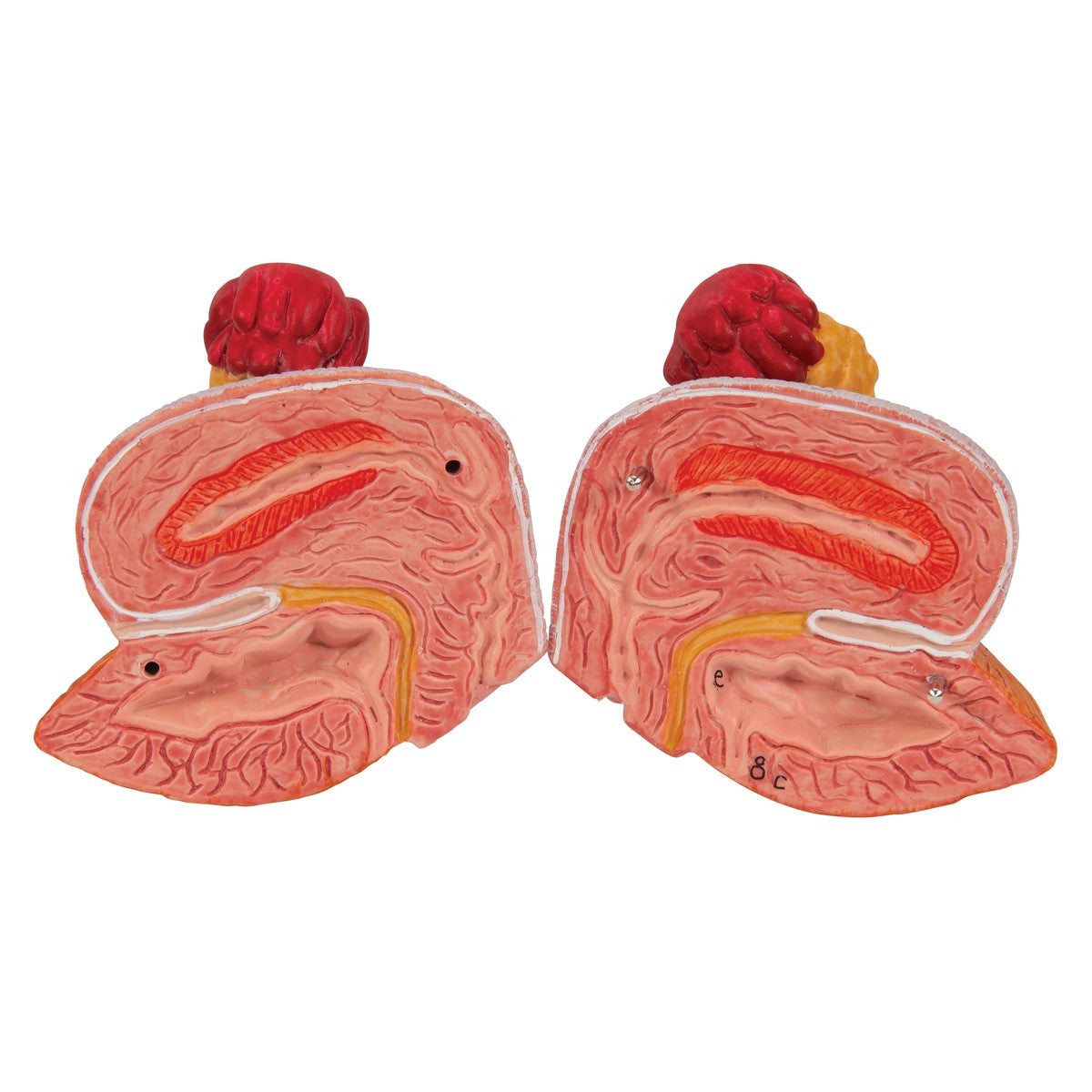 Dual Sex Urinary System Anatomical Model