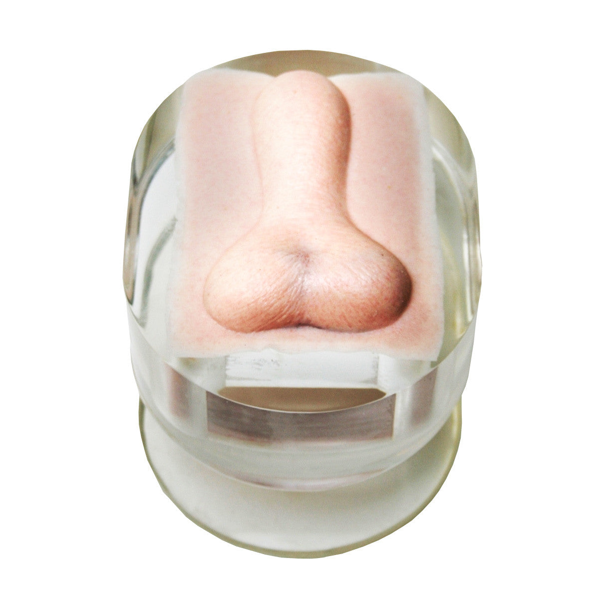 K-9 Canine Orchiectomy (Neuter) Model