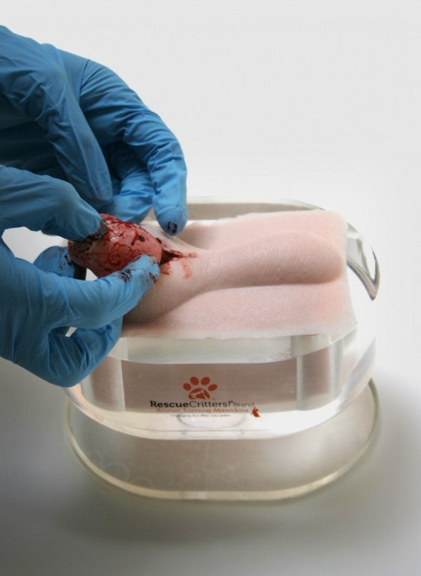 K-9 Canine Orchiectomy (Neuter) Model