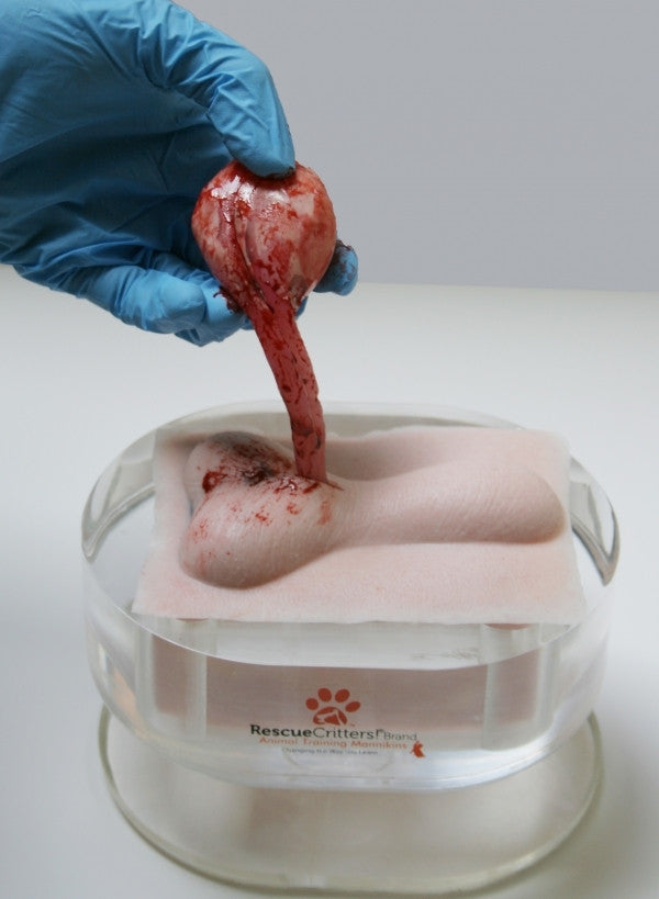 K-9 Canine Orchiectomy (Neuter) Model