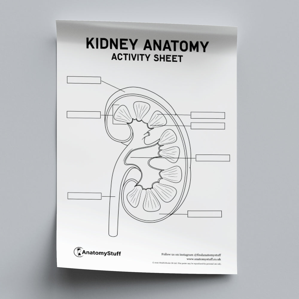 Kidney Anatomy Activity Sheet PDF
