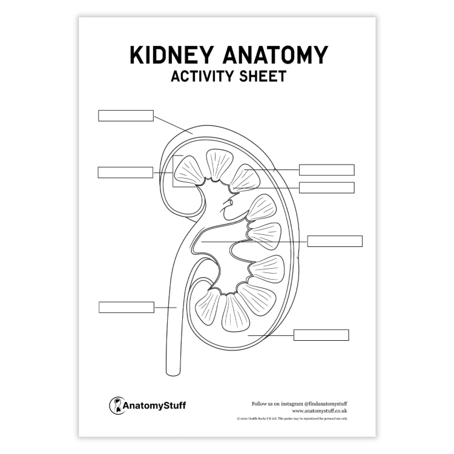 Kidney Anatomy Activity Sheet PDF